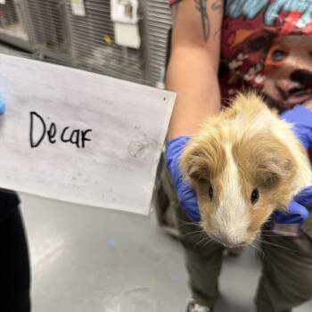 Rescue Guinea Pig Guinea Pigs for Adoption in Las Vegas, Nevada - Rose Dunn | PetCurious